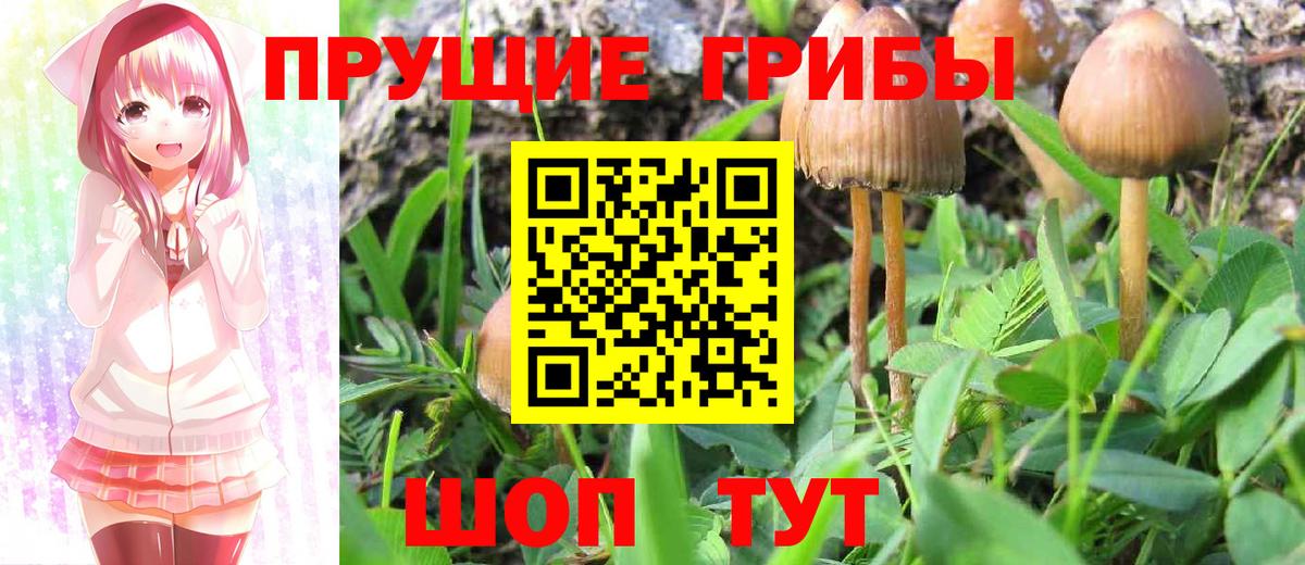 Галлюциногенные грибы Magic Shrooms  Вход с VPN  Псилоцибиновые грибы GOLDEN TEACHER  Калининград 